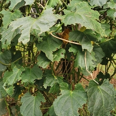 Cynanchum pulchellum