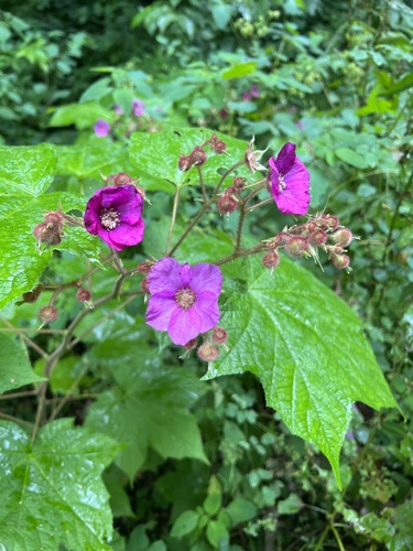Rubus odoratus