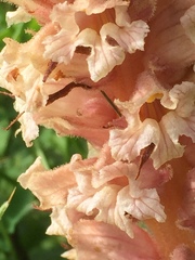 Orobanche crenata