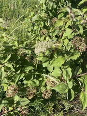 Cornus bretschneideri