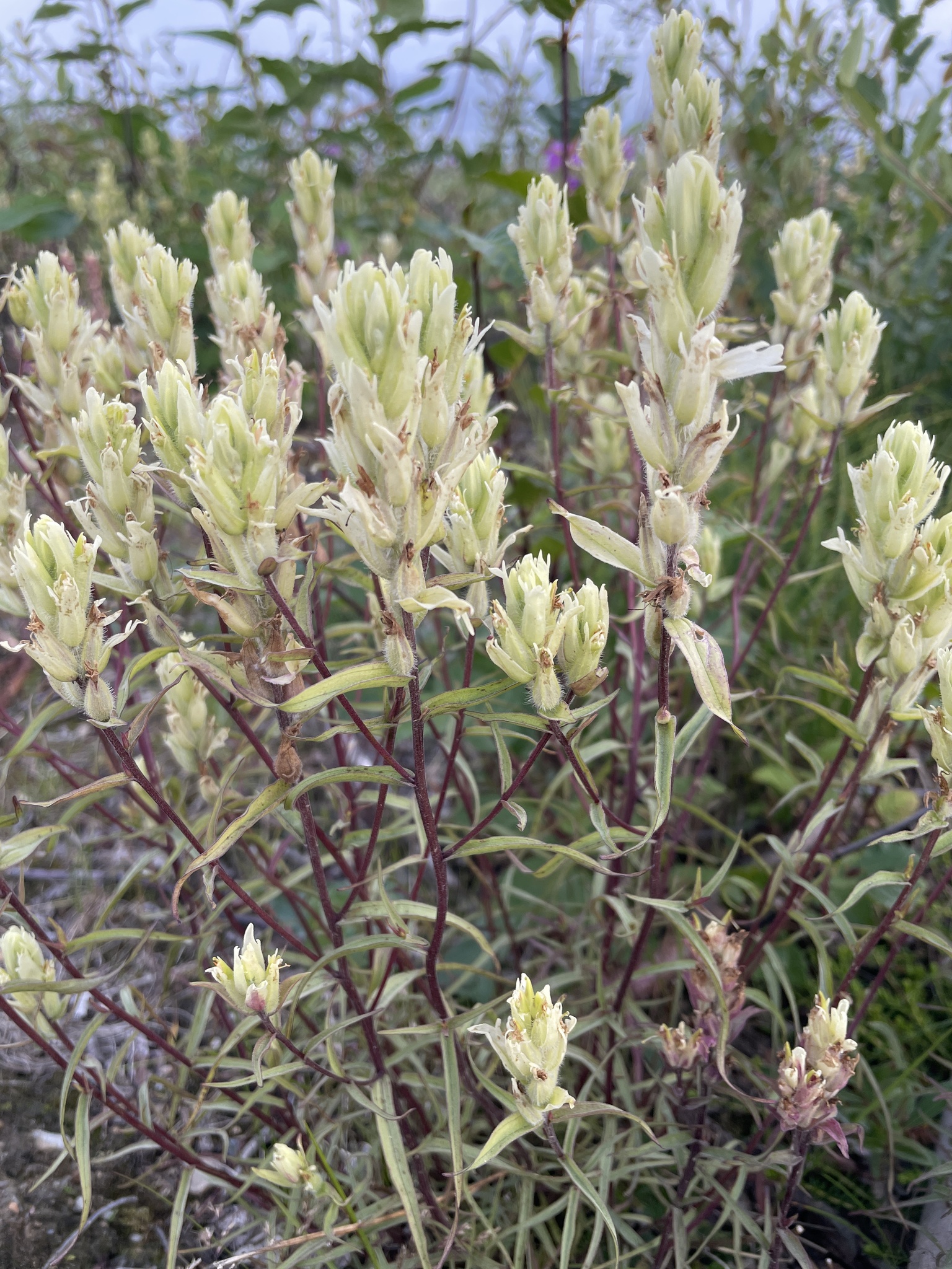 Castilleja pallida