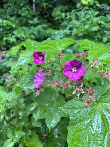 Rubus odoratus