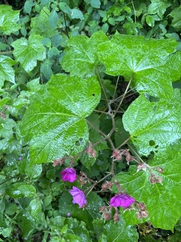 Rubus odoratus