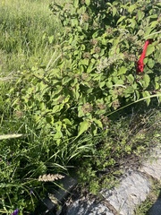 Cornus bretschneideri