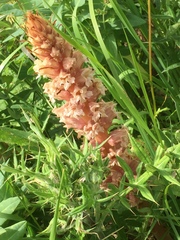 Orobanche crenata