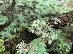 Sphaerophorus globosus