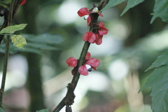 Paullinia