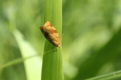 Pandemis cinnamomeana