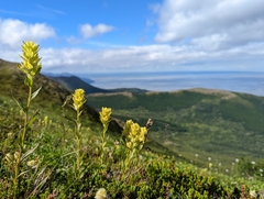 Castilleja unalaschcensis