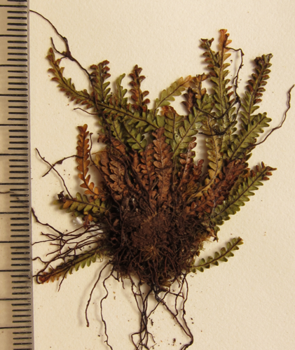 Acrosorus streptophyllus