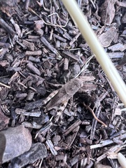 Trimerotropis fontana