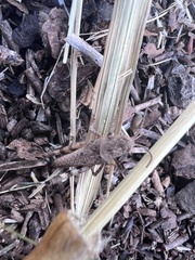 Trimerotropis fontana