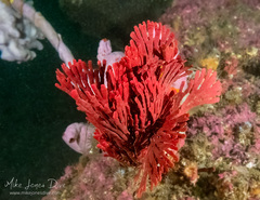 Pleurotoichus clathratus