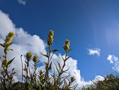 Castilleja unalaschcensis