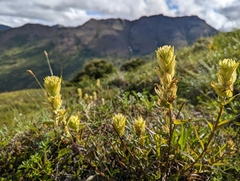 Castilleja unalaschcensis