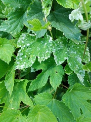 Podosphaera macularis