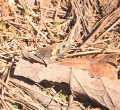 Paramacera xicaque xicaque