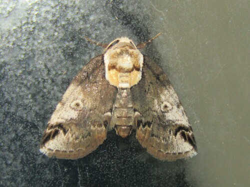Eyed Baileya Moth photo 5