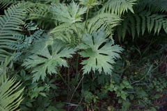 Aconitum septentrionale