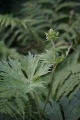 Aconitum septentrionale