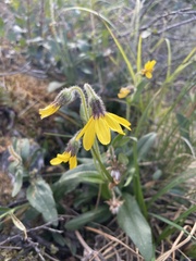 Arnica griscomii