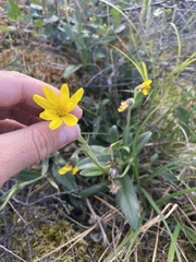 Arnica griscomii