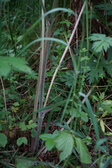 Aconitum septentrionale