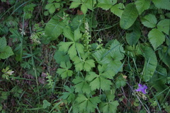 Sanicula uralensis