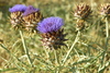 Artichoke Thistle - Photo (c) Lies Van Rompaey, some rights reserved (CC BY)