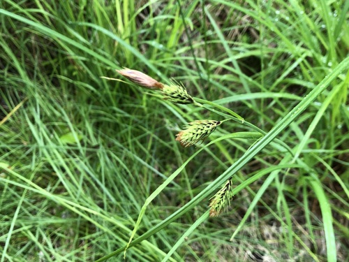 Image of Carex macrochaeta by (c) Jason Grant, some rights reserved (CC BY)