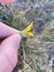 Arnica griscomii