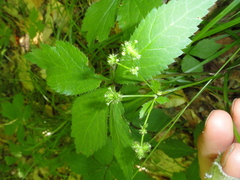 Sanicula trifoliata