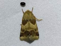 Schinia lynx