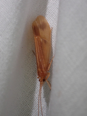 Onocosmoecus unicolor