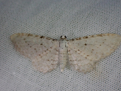 Eupithecia cretaceata