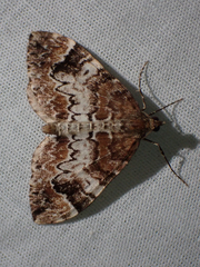 Dysstroma sobria