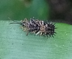 Dactylispa xanthospila