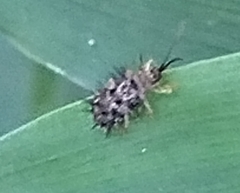 Dactylispa xanthospila