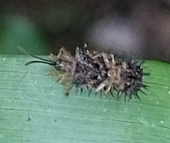 Dactylispa xanthospila