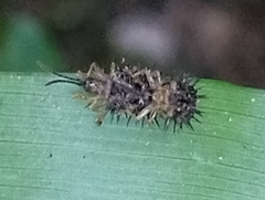 Dactylispa xanthospila