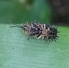 Dactylispa xanthospila