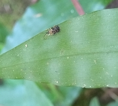 Dactylispa xanthospila