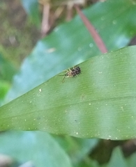 Dactylispa xanthospila