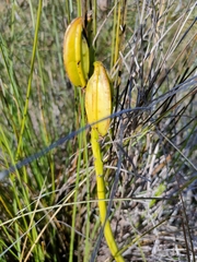 Eulophia cernua