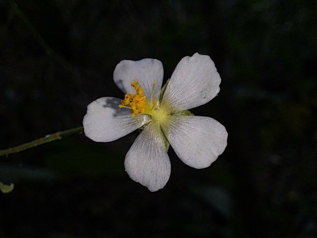 Wissadula divergens