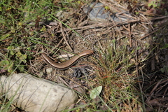 Sphenomorphus taiwanensis