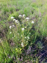 Dontostemon pinnatifidus