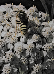 Philanthus crabroniformis