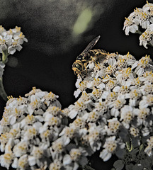 Philanthus crabroniformis