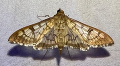 Mimorista